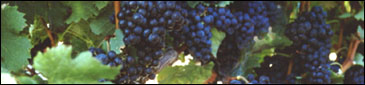 Our vines