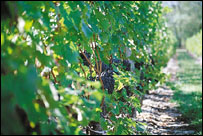 Our vines